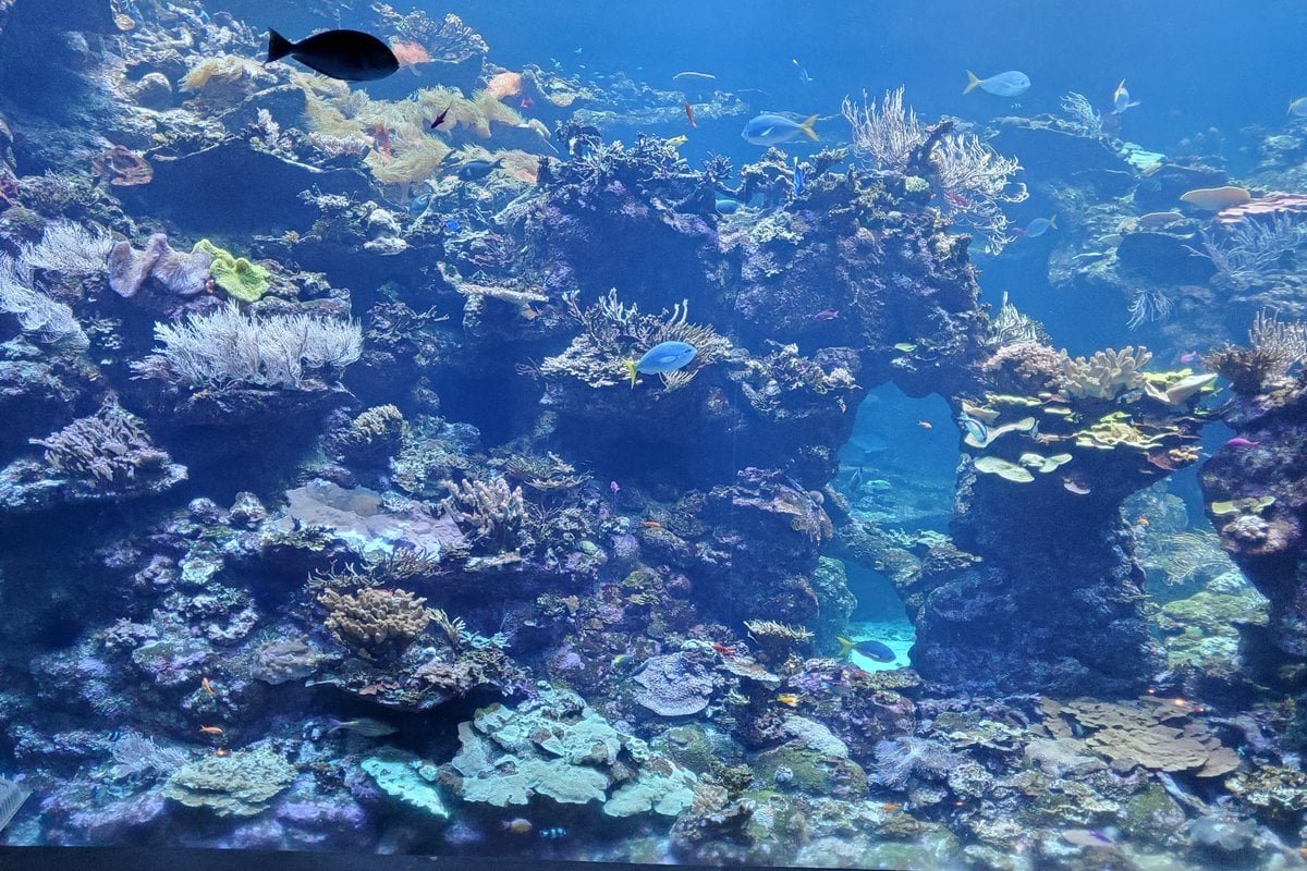 California Academy of Sciences - Gallery Image 4
